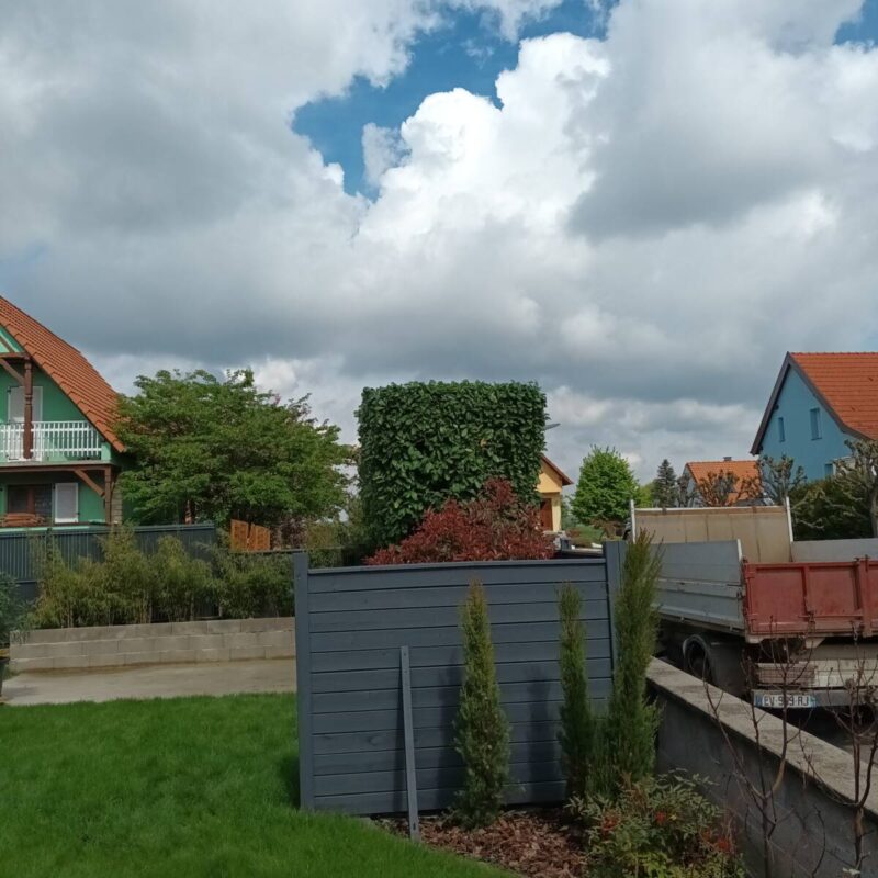 Rabattage d&#8217;un laurier à Sermersheim près de Benfeld Obernai 2