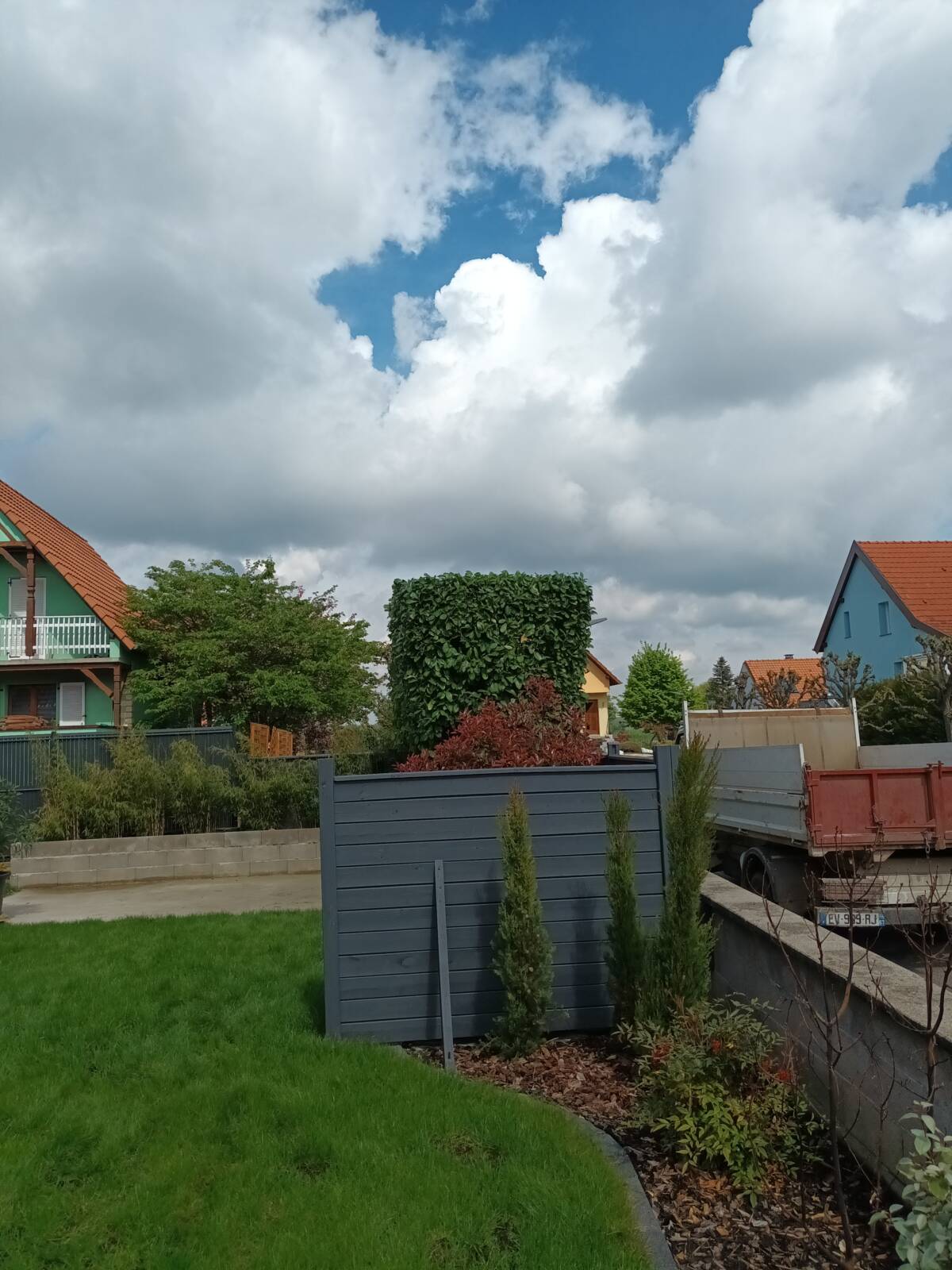 Rabattage d&#8217;un laurier à Sermersheim près de Benfeld Schiltigheim