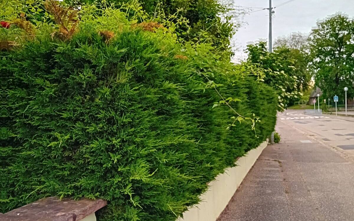 20230519_074318 1200X750 | EDEL Raphaël Comment savoir si ma haie a besoin d’être taillée ou renouvelée ? Illkirch-Graffenstaden