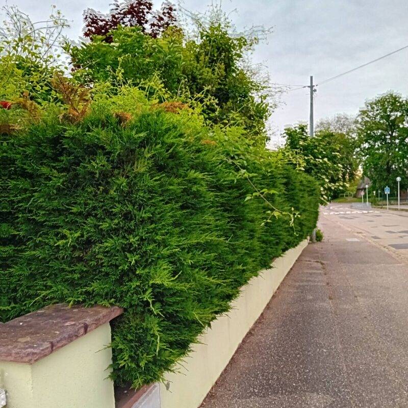 Taille d&#8217;une haie à Barr Molsheim 0