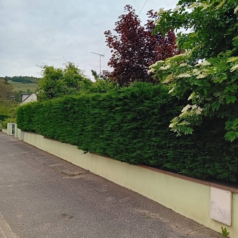 Taille d&#8217;une haie à Barr Erstein 1