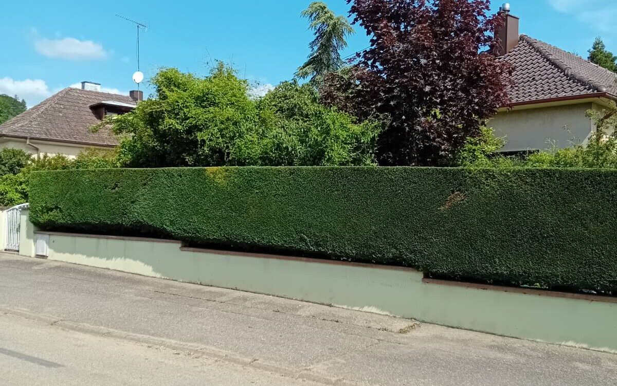 Taille d&#8217;une haie à Barr Molsheim