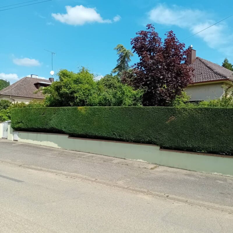 Taille d&#8217;une haie à Barr Illkirch-Graffenstaden 2