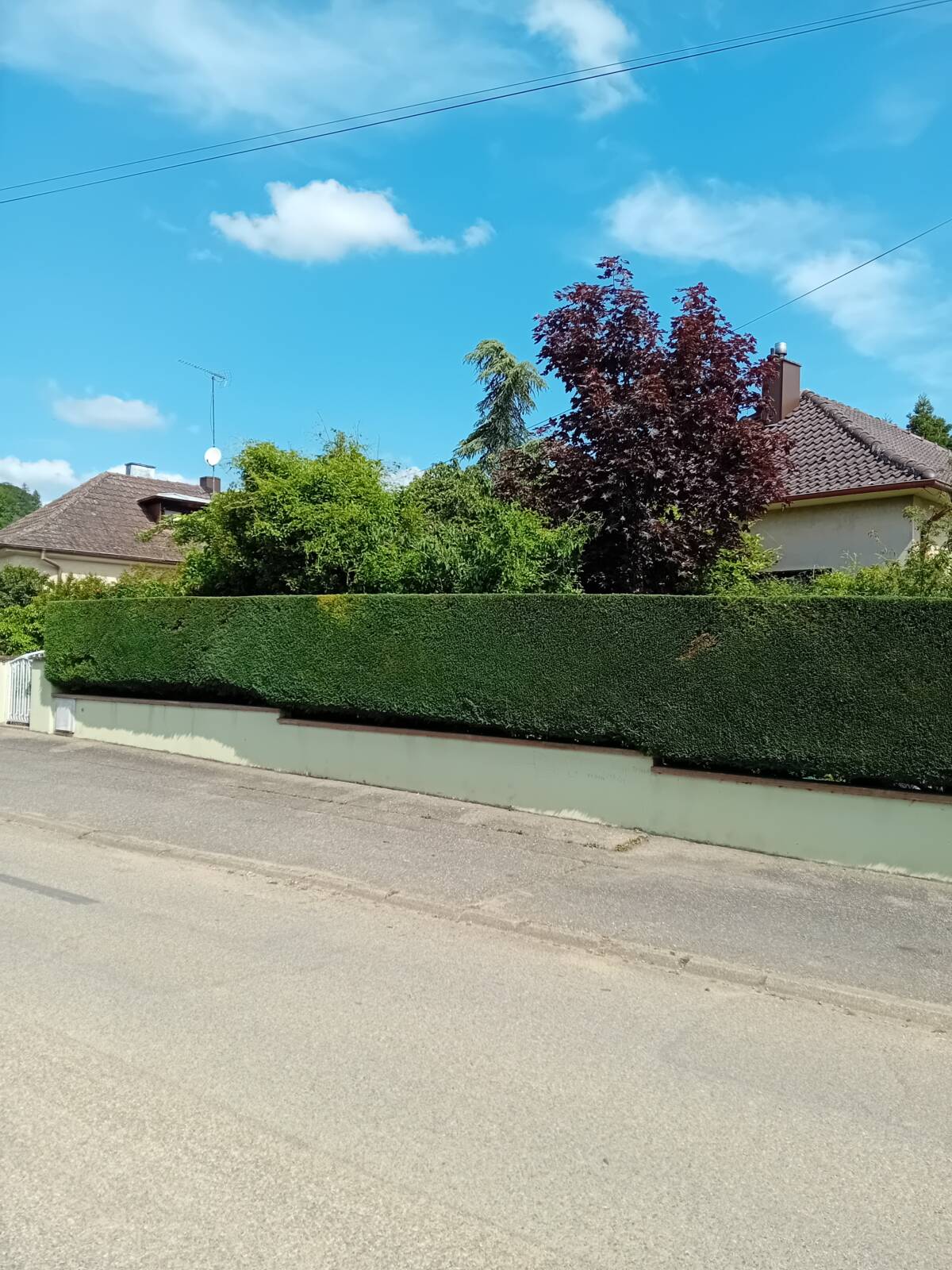 Taille d&#8217;une haie à Barr Molsheim
