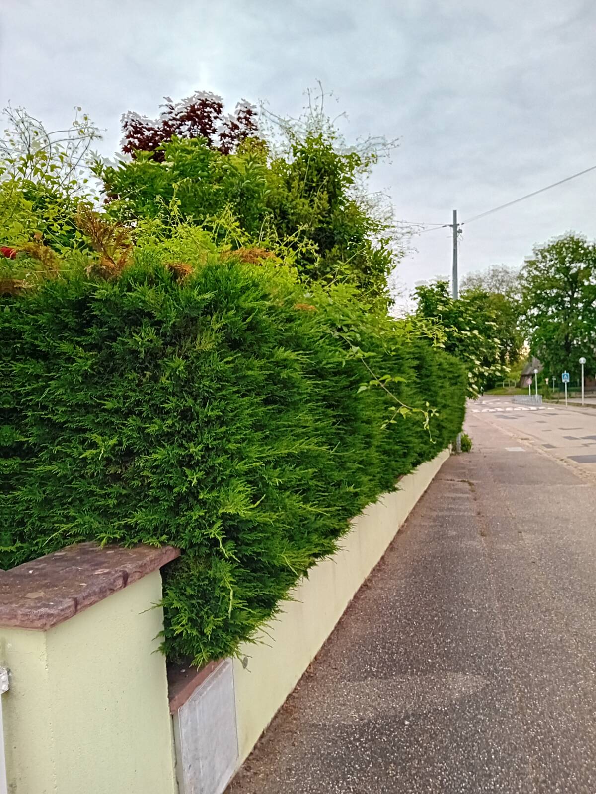 Comment savoir si ma haie a besoin d’être taillée ou renouvelée ? Illkirch-Graffenstaden