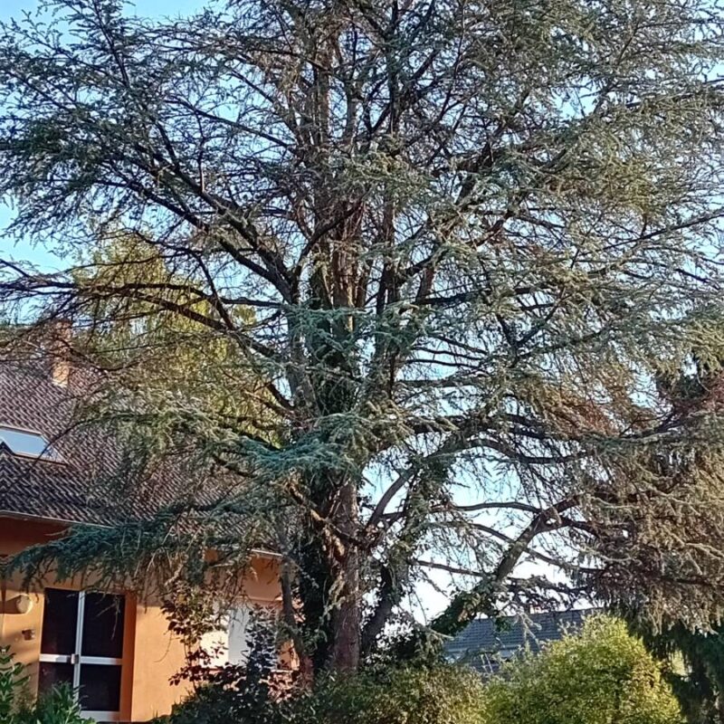 Abattage par démontage d&#8217;un cèdre à Westhouse Hœœnheim 0