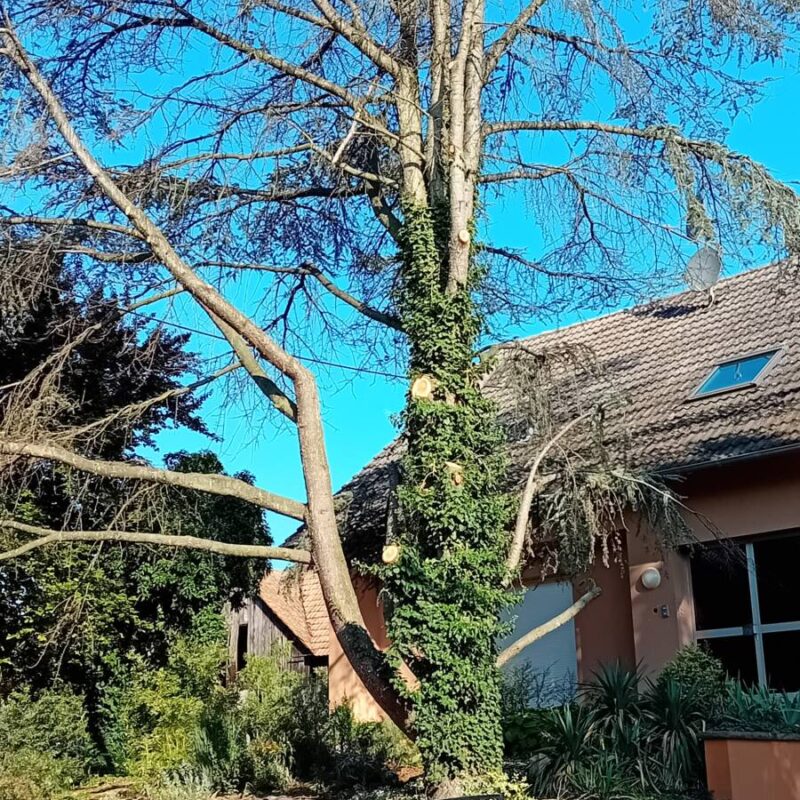 Abattage par démontage d&#8217;un cèdre à Westhouse Bischheim 1