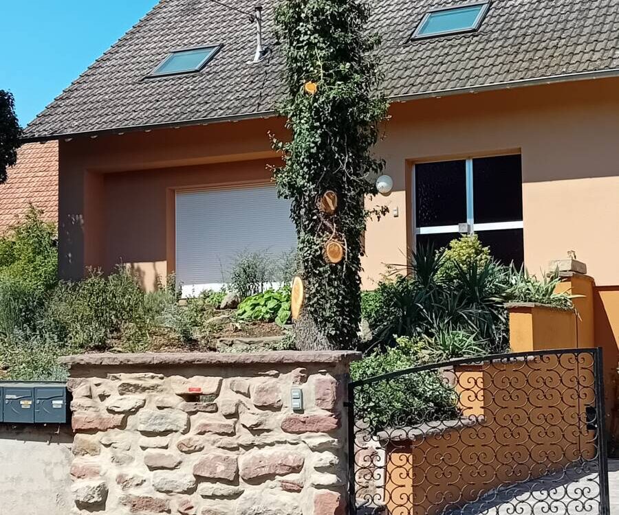 Abattage par démontage d&#8217;un cèdre à Westhouse Hœœnheim