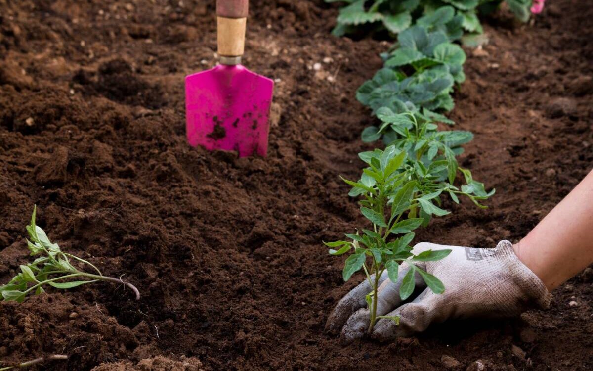 Comment choisir le bon engrais pour favoriser la croissance saine du gazon ? Erstein