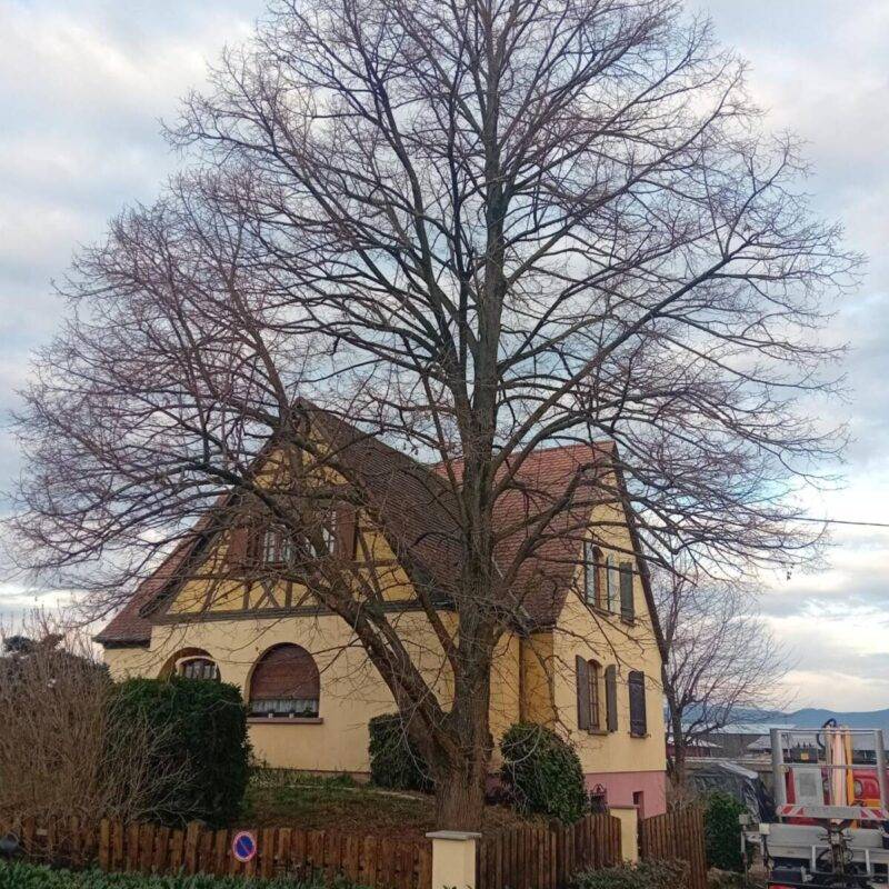Taille d&#8217;un tilleul à Kogenheim Erstein 0