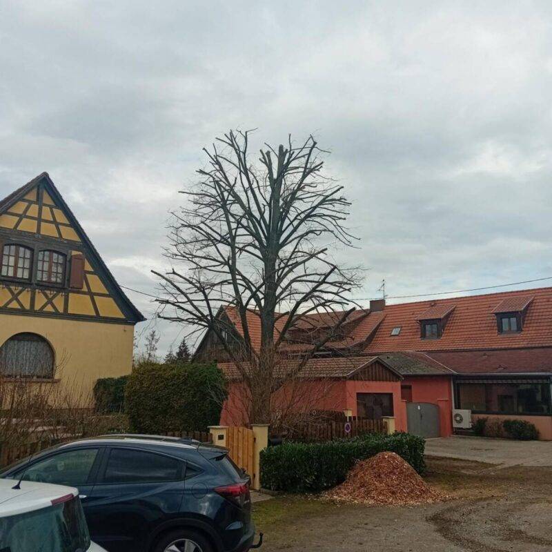 Taille d&#8217;un tilleul à Kogenheim Schiltigheim 1