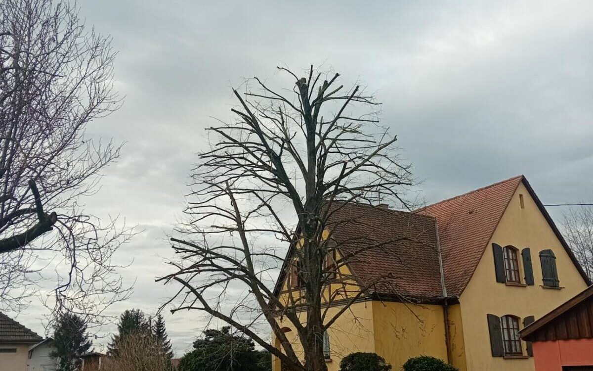 Taille d&#8217;un tilleul à Kogenheim Erstein
