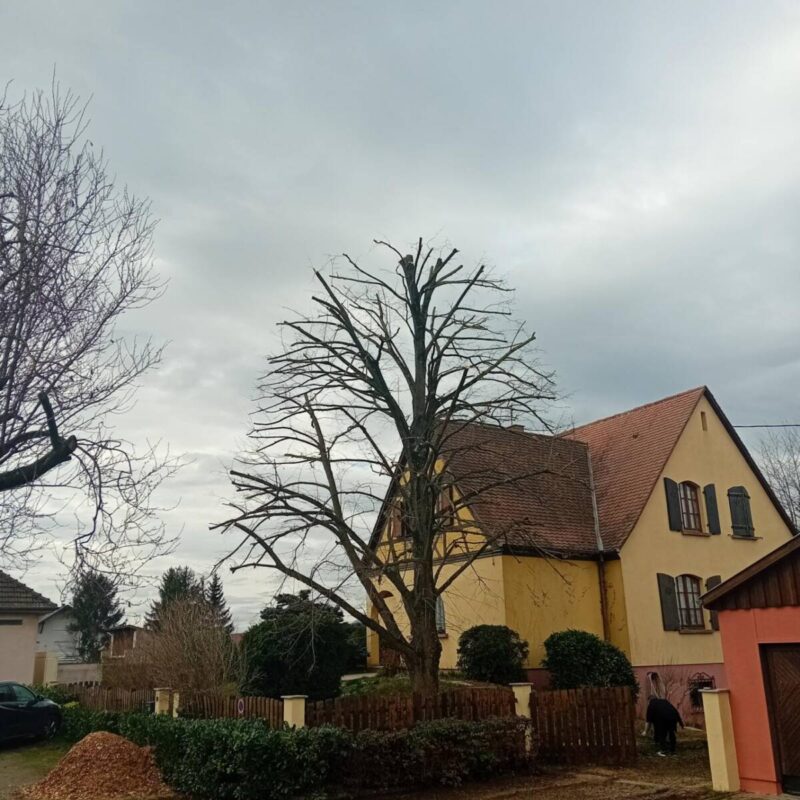 Taille d&#8217;un tilleul à Kogenheim Obernai 2