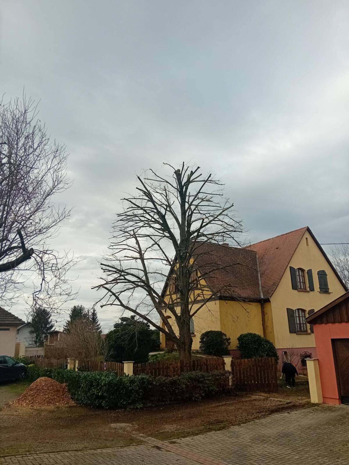 Taille d&#8217;un tilleul à Kogenheim Erstein