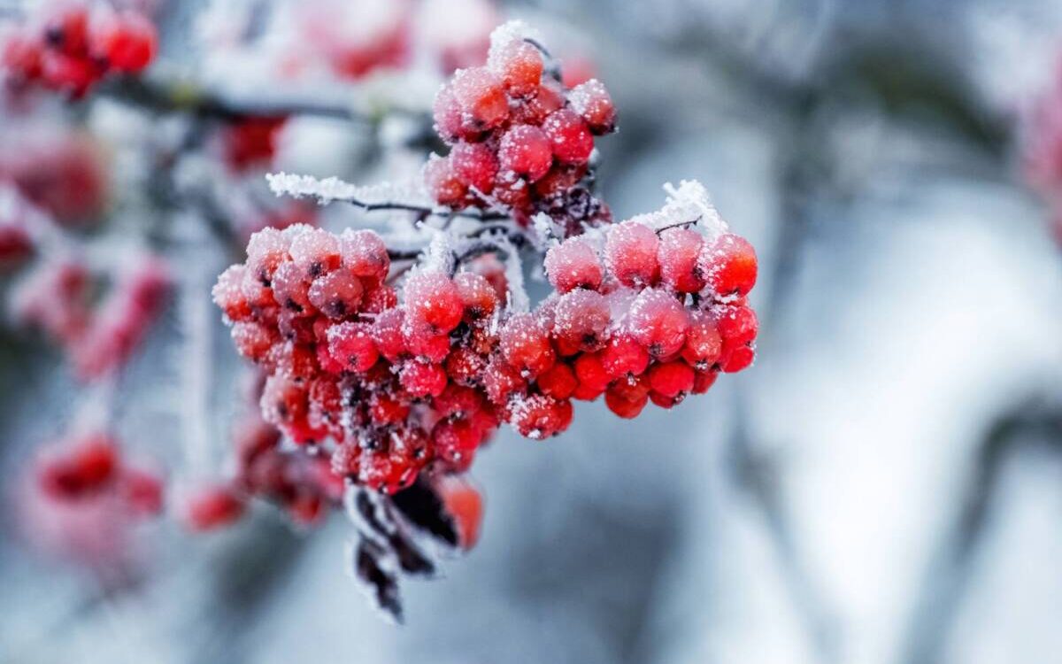 Quels soins prodiguer à ses arbres fruitiers en hiver ? Colmar