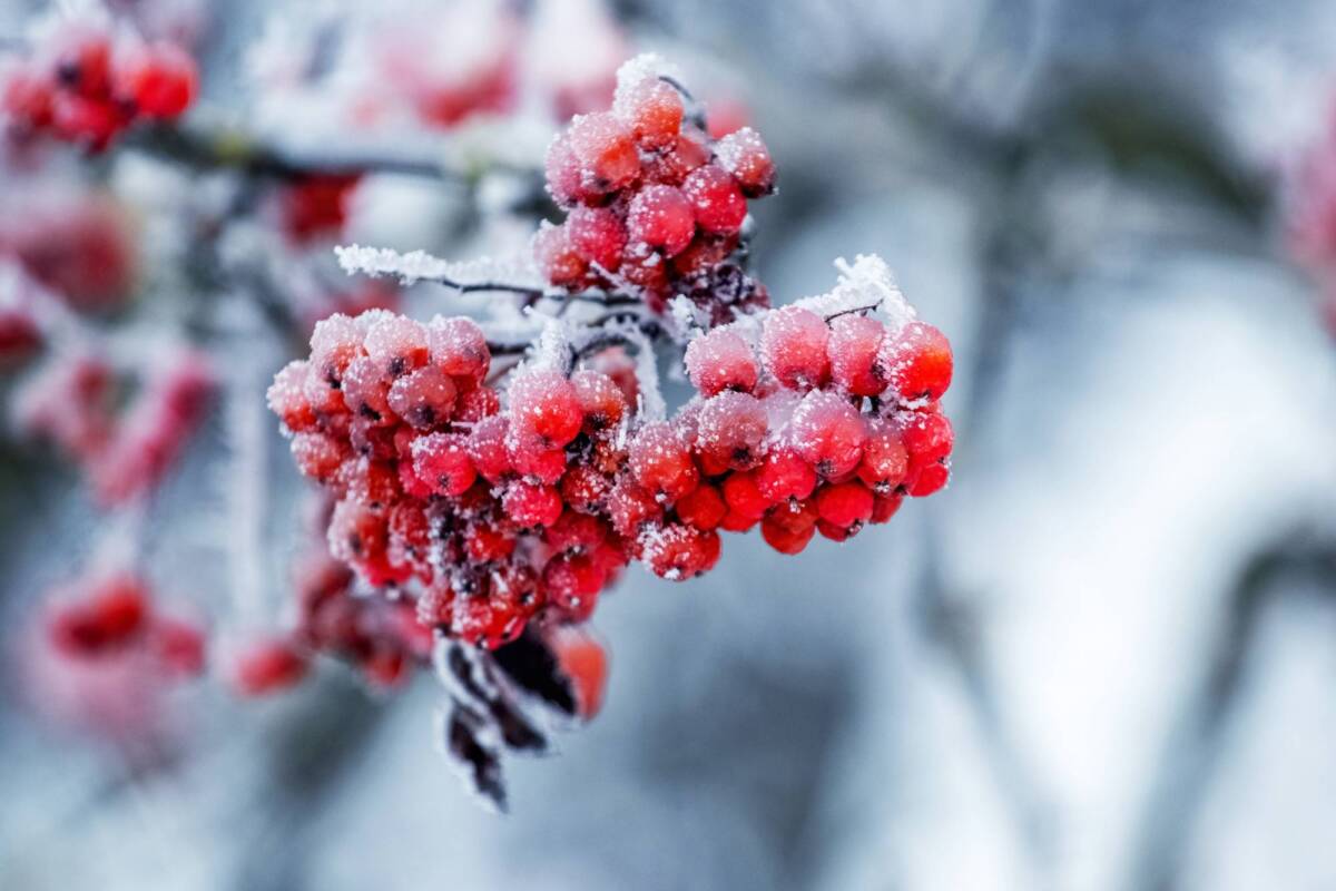 Quels soins prodiguer à ses arbres fruitiers en hiver ? Colmar