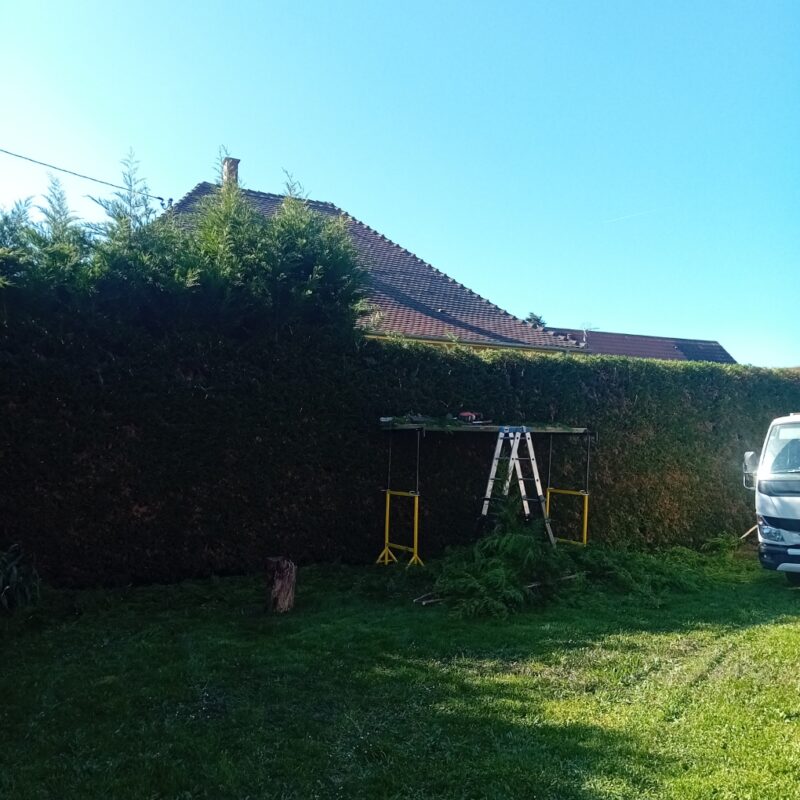 Taille ciprès goxwiller Schiltigheim 2
