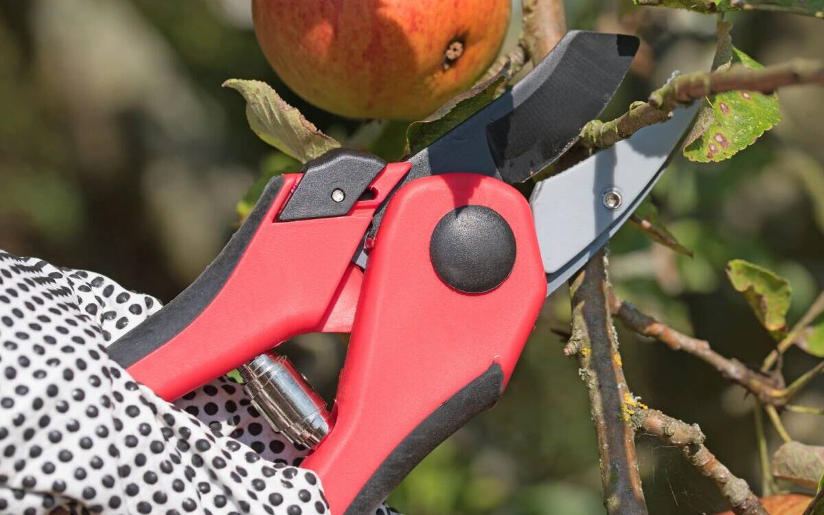 TAILLER_UN_ARBRE_FRUITIER_CHAQUE_ANNEE 1200X750 | EDEL Raphaël Faut-il toujours tailler un arbre fruitier chaque année ? Obernai