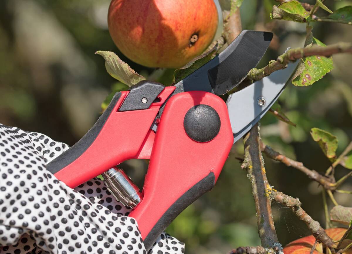 Faut-il toujours tailler un arbre fruitier chaque année ? Obernai